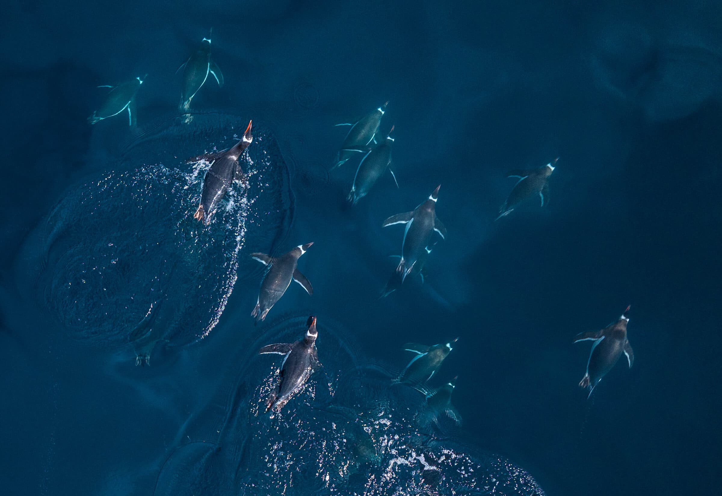 Gentoo penguins swimming through deep teal water, from above